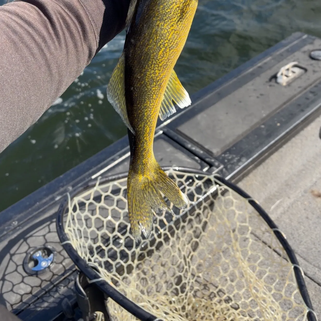 Walleye caught on Fishbrain