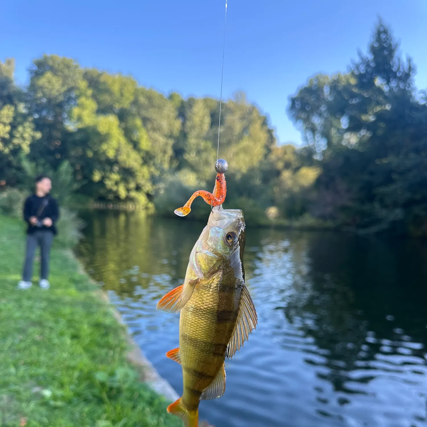 European perch caught on Fishbrain