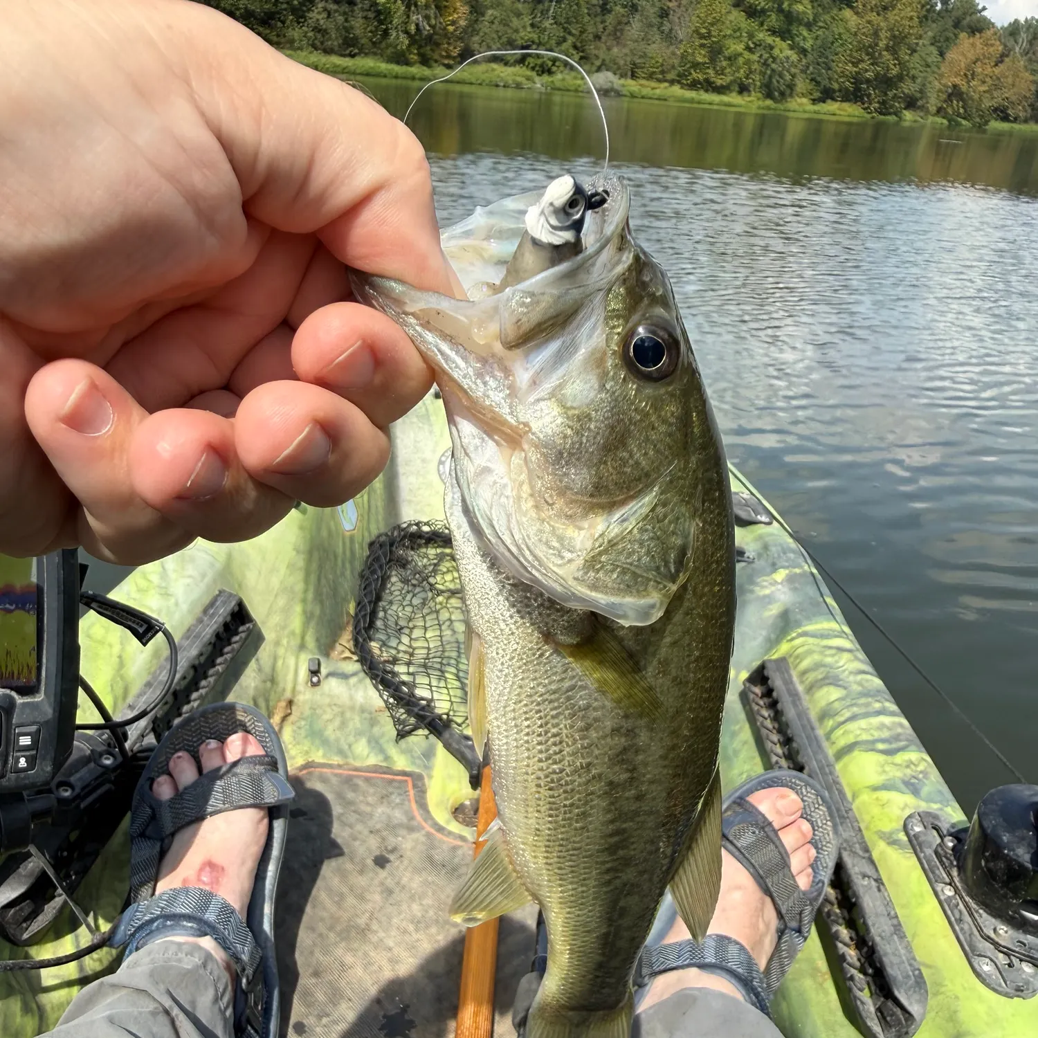 Largemouth bass caught on Fishbrain