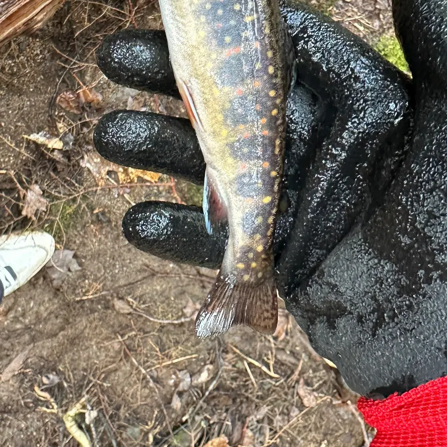 Brook trout caught on Fishbrain