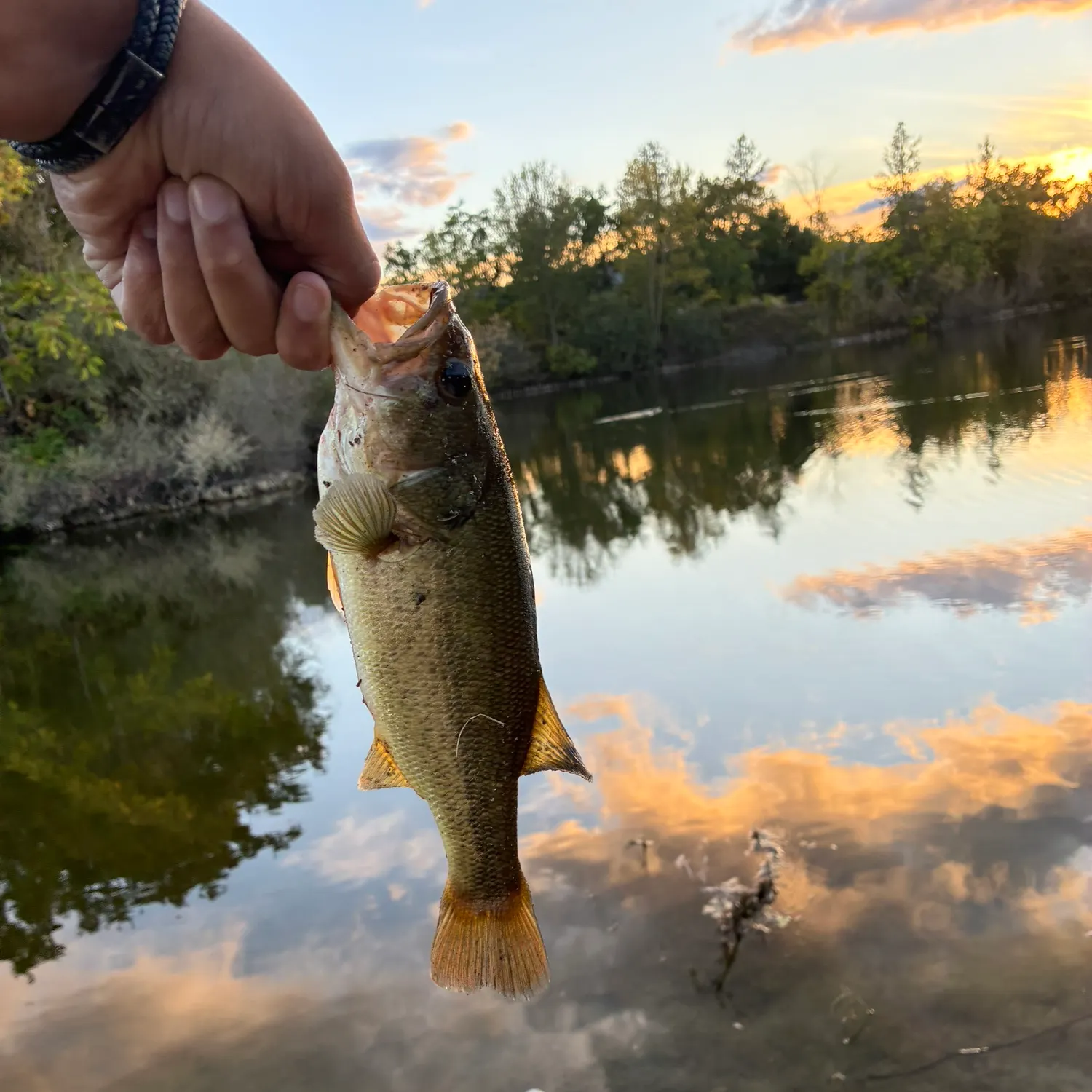 Largemouth bass caught on Fishbrain