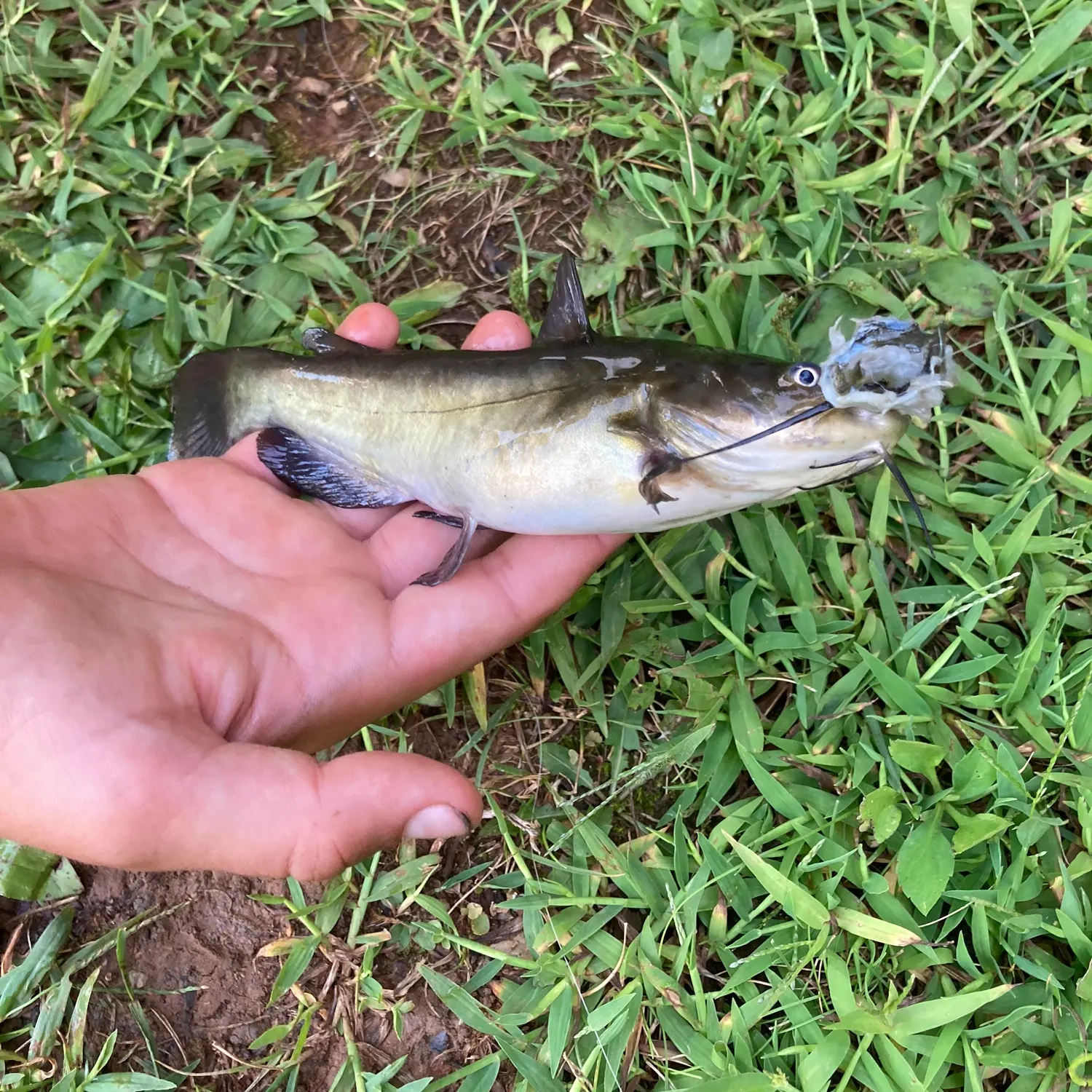 Brown bullhead caught on Fishbrain