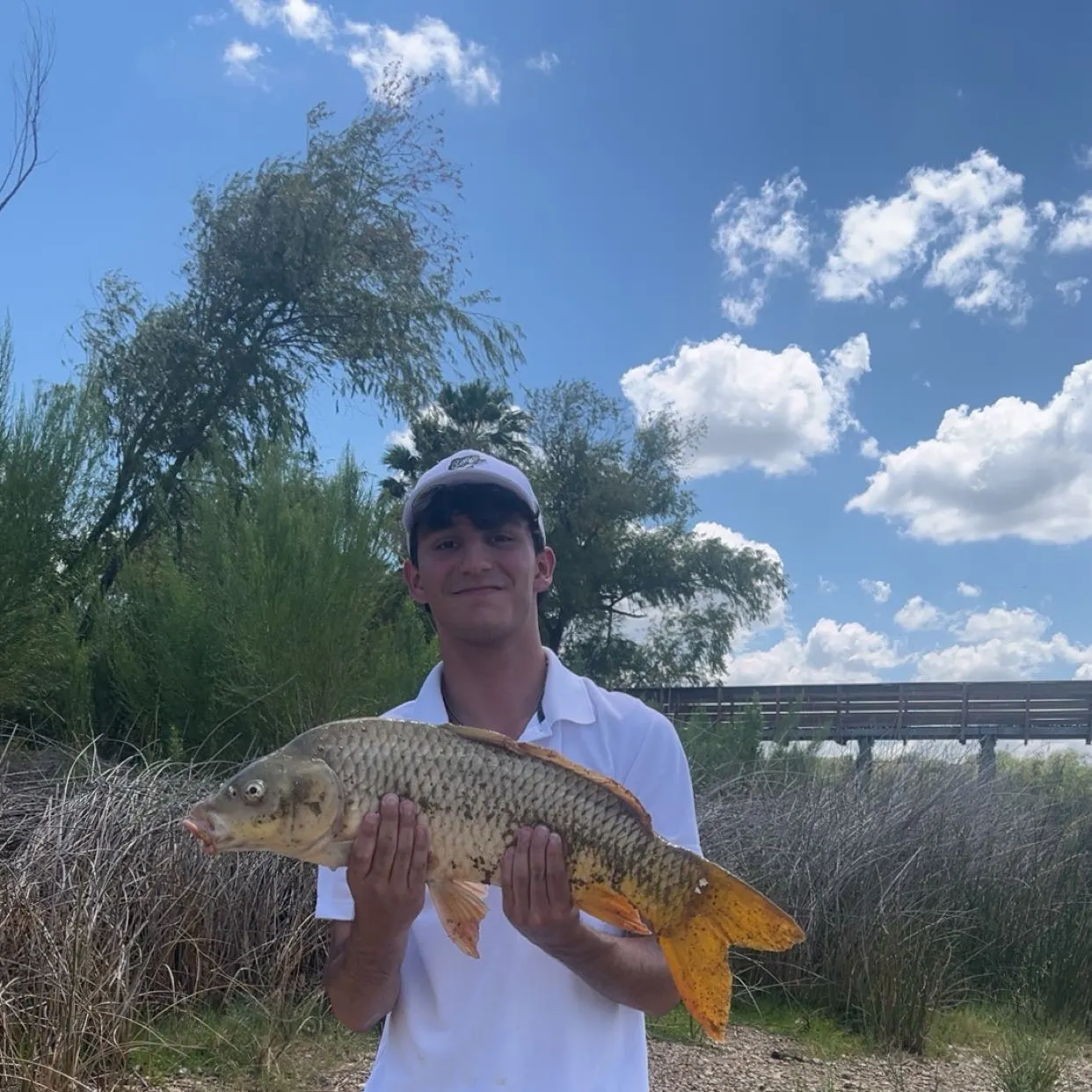 Common carp caught on Fishbrain