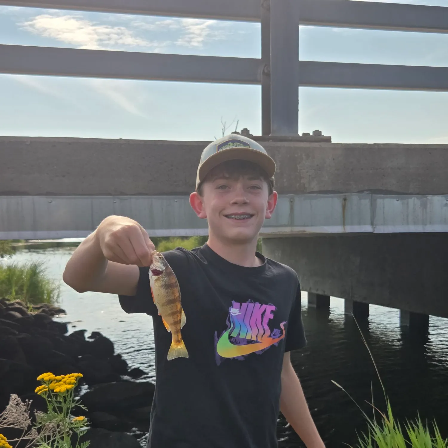 Yellow perch caught on Fishbrain
