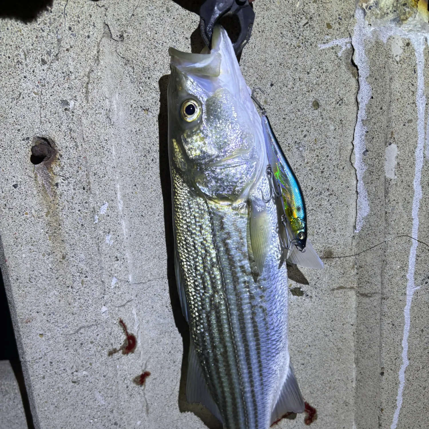 Striped bass caught on Fishbrain