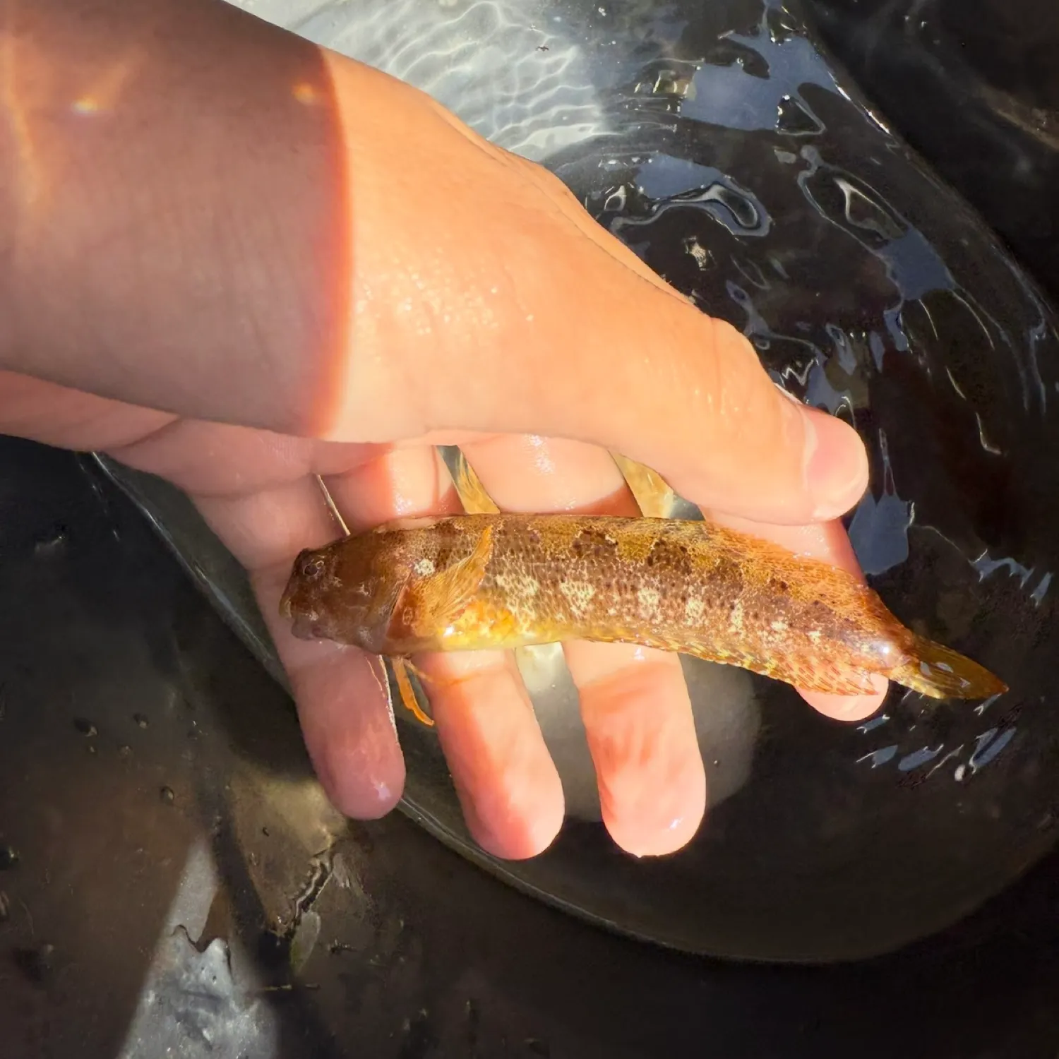 The most recent Tompot blenny catches on Fishbrain