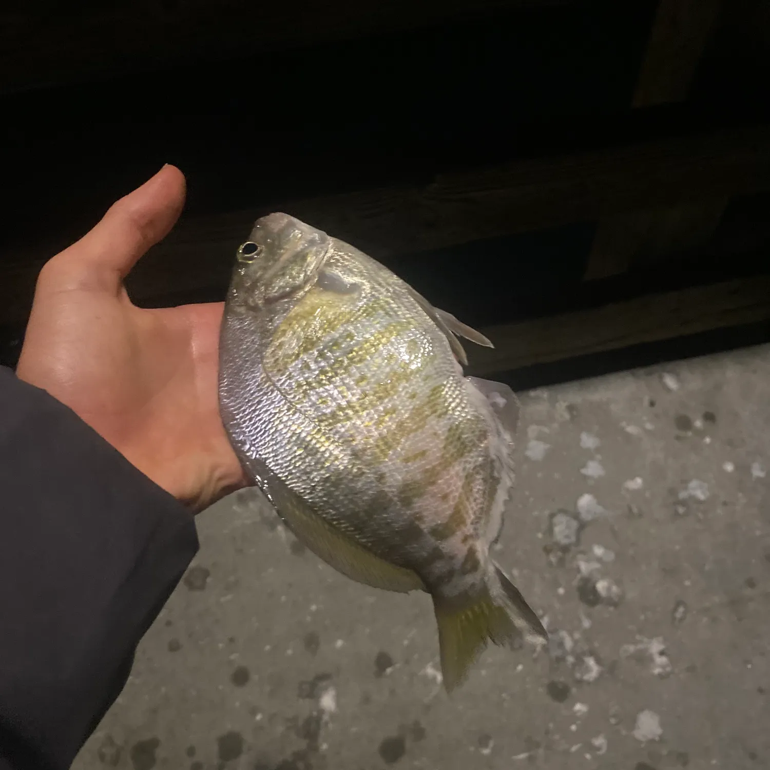 The most recent Barred surfperch catches on Fishbrain