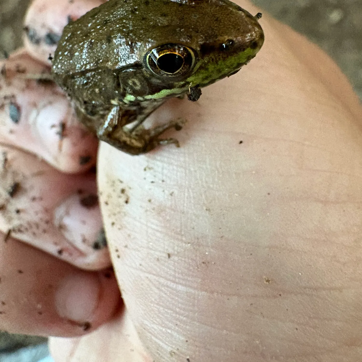 The most recent Green frog catches on Fishbrain