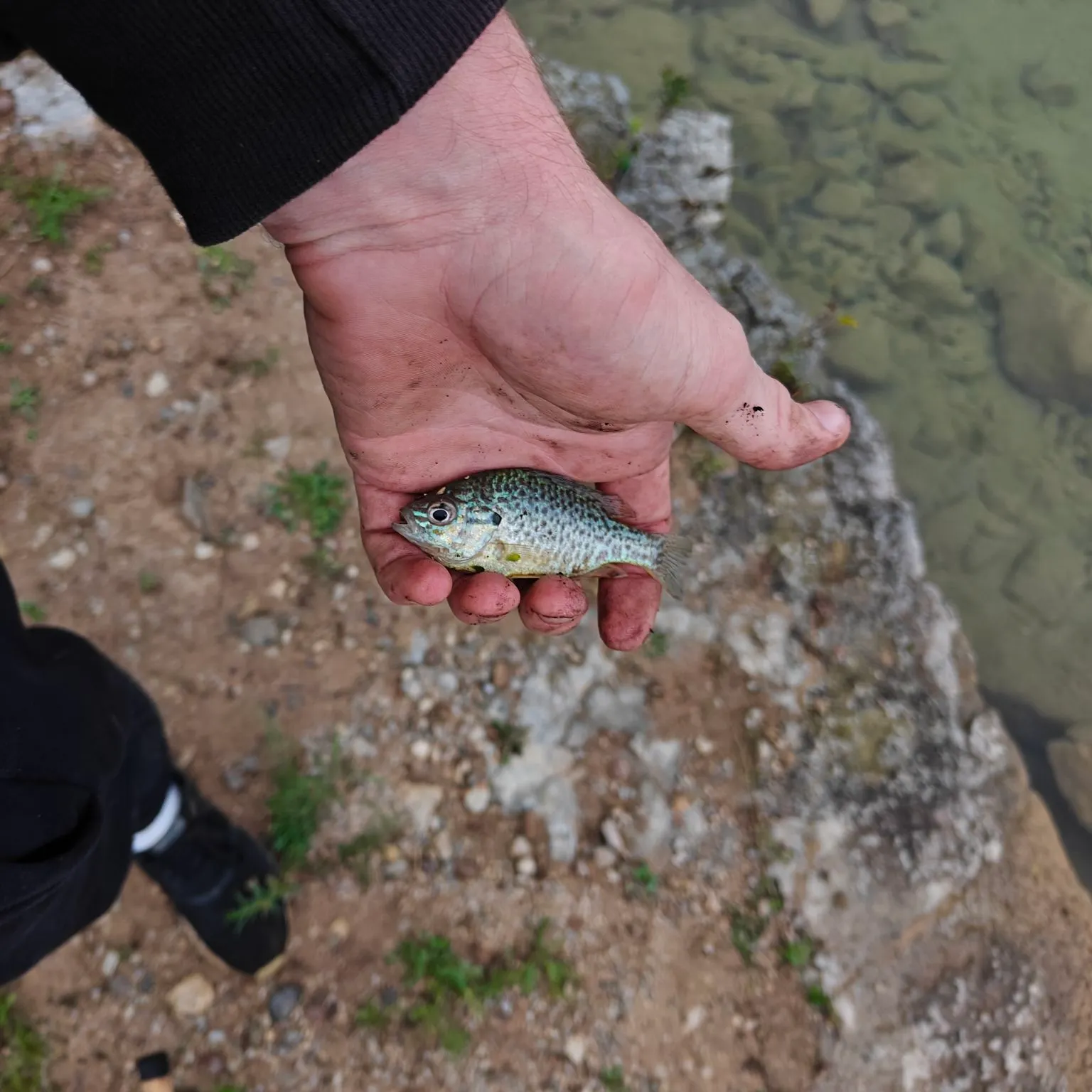 Pumpkinseed caught on Fishbrain