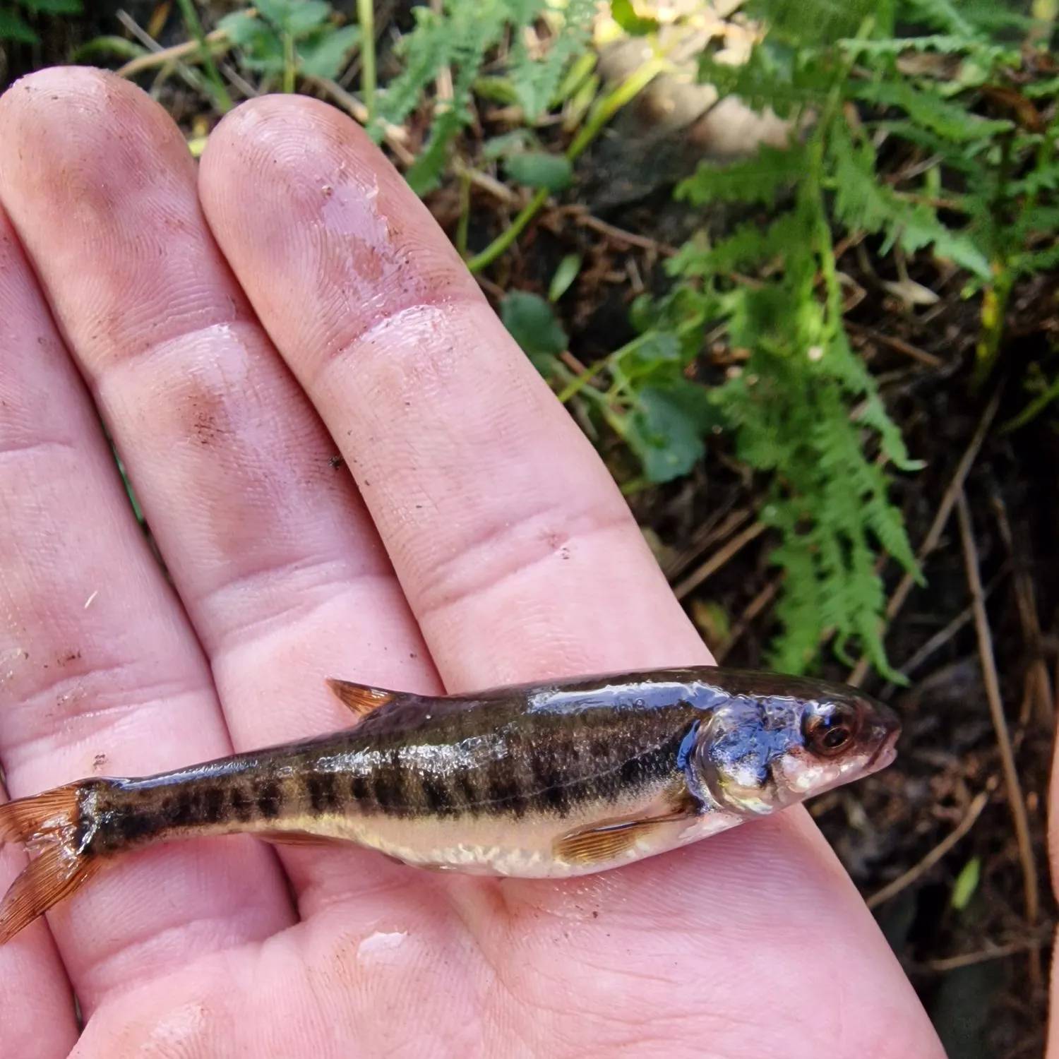 The most recent Eurasian minnow catches on Fishbrain