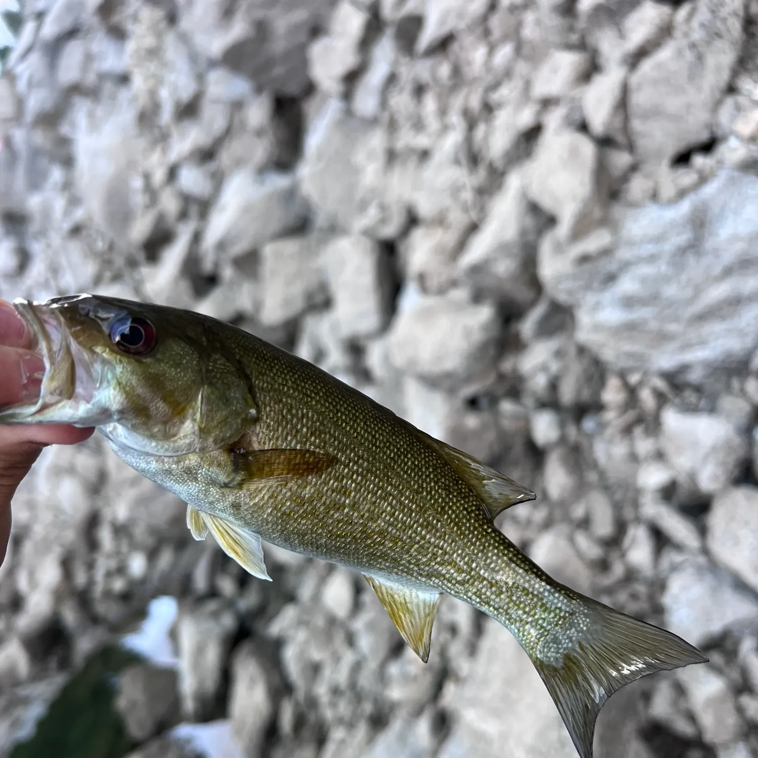 Spotted bass caught on Fishbrain
