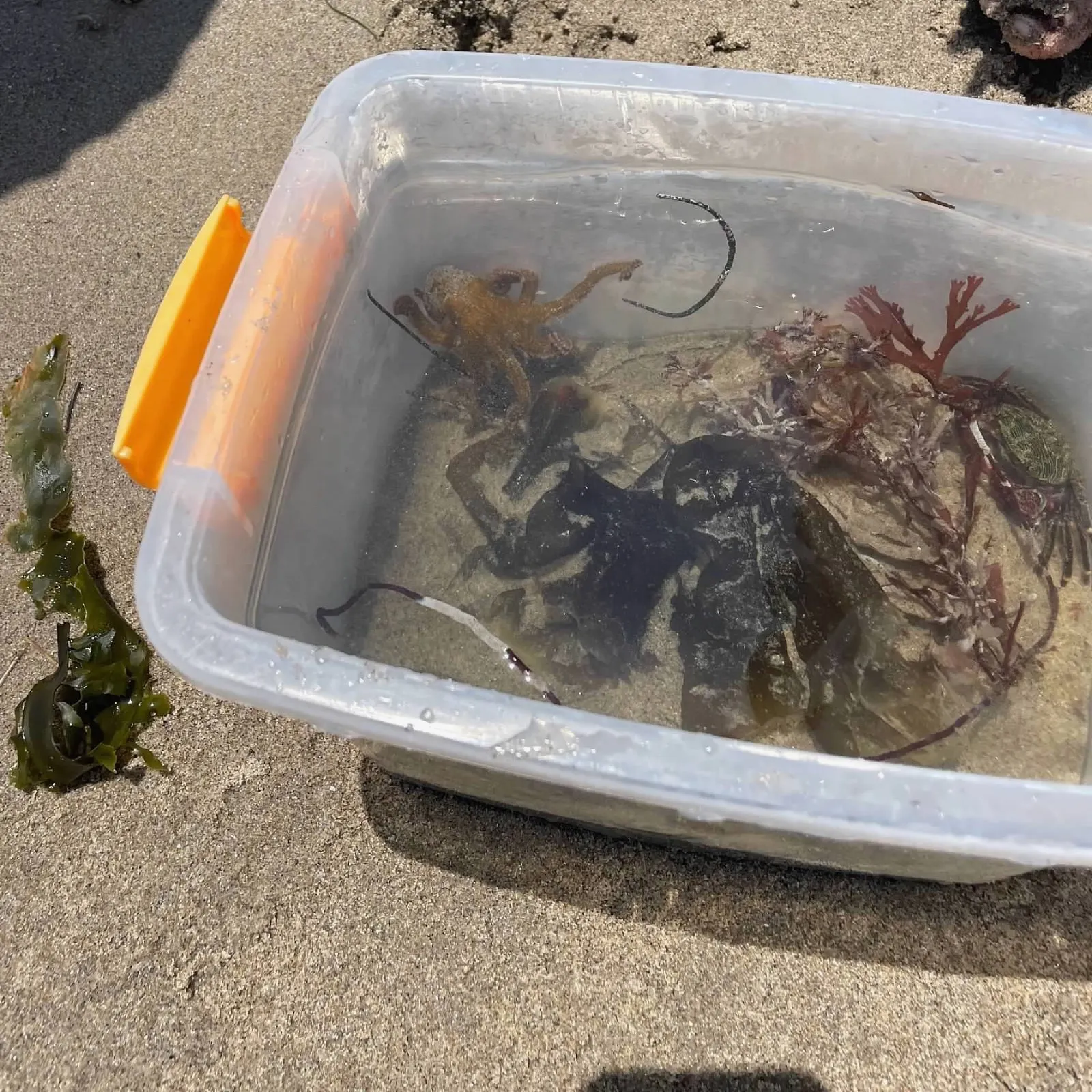 The most recent California two-spot octopus catches on Fishbrain