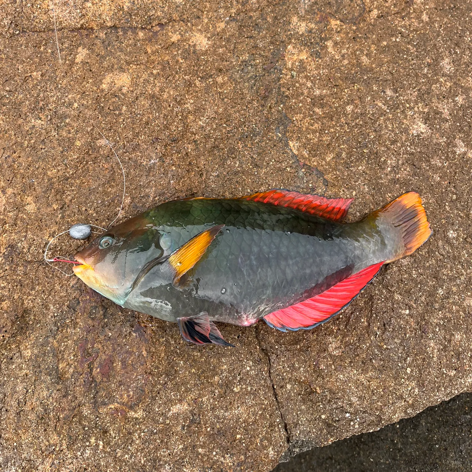 recently logged catches