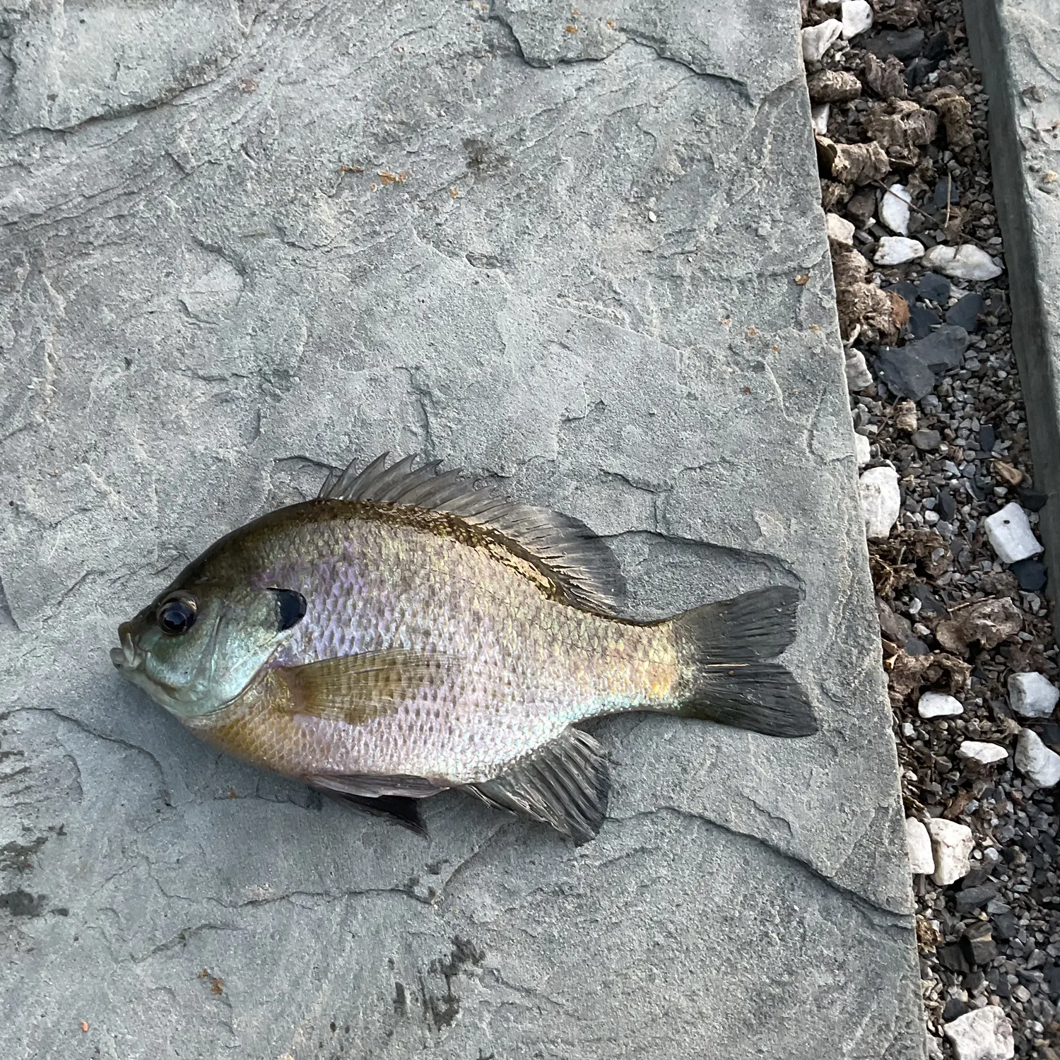 Bluegill caught on Fishbrain