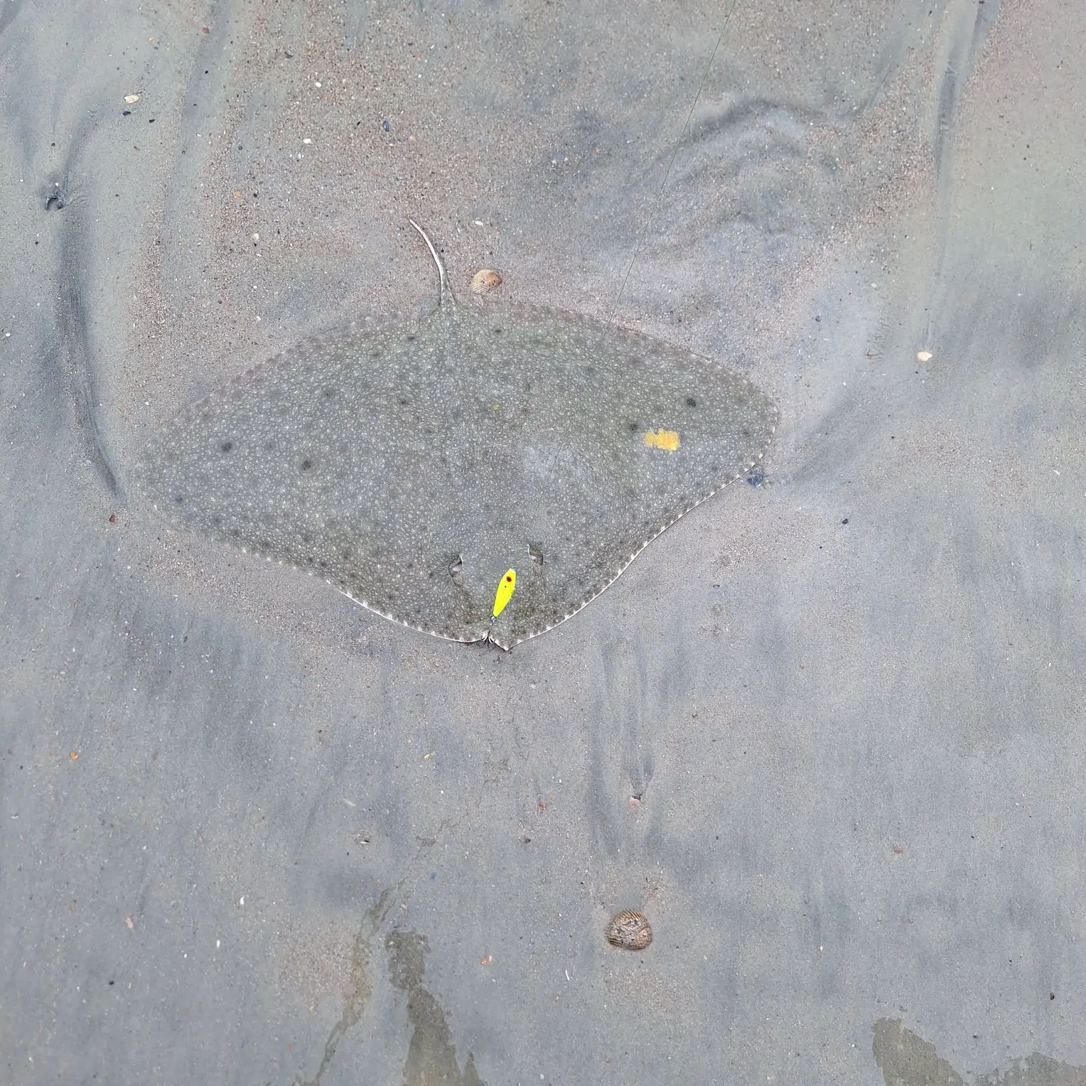 Backwater butterfly ray caught on Fishbrain