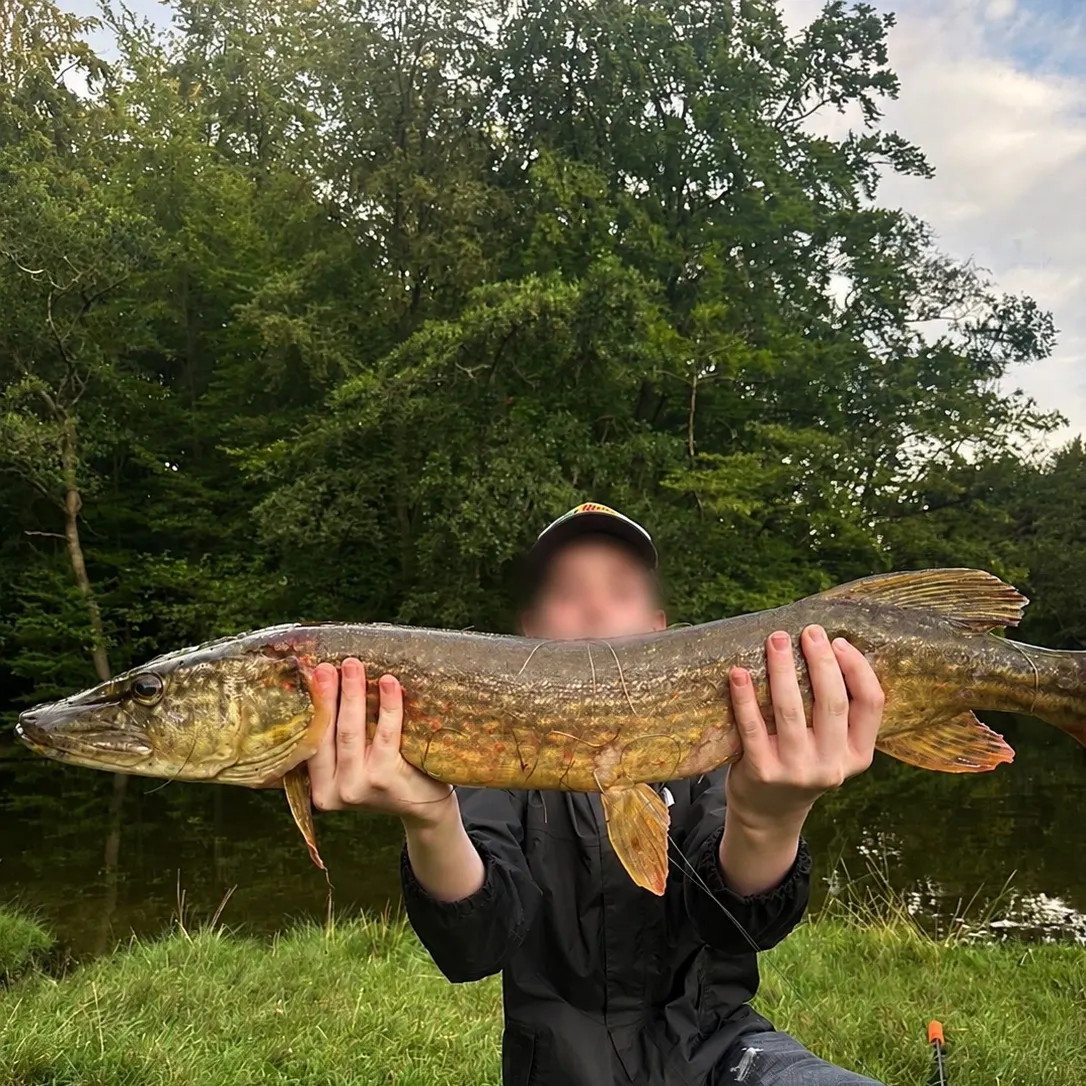 Northern pike caught on Fishbrain
