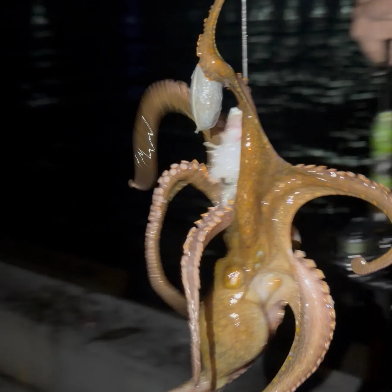 California two-spot octopus caught on Fishbrain