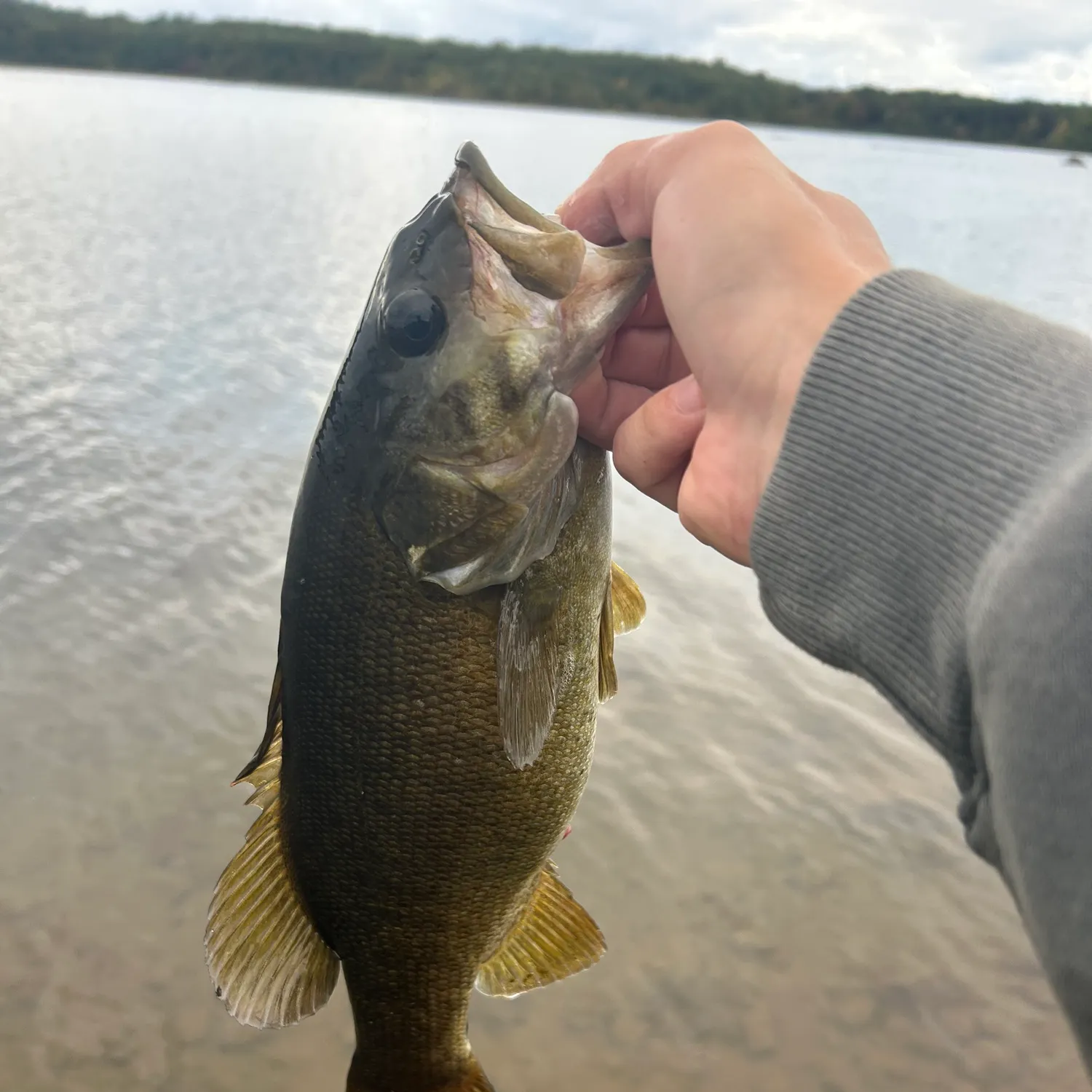 Smallmouth bass caught on Fishbrain