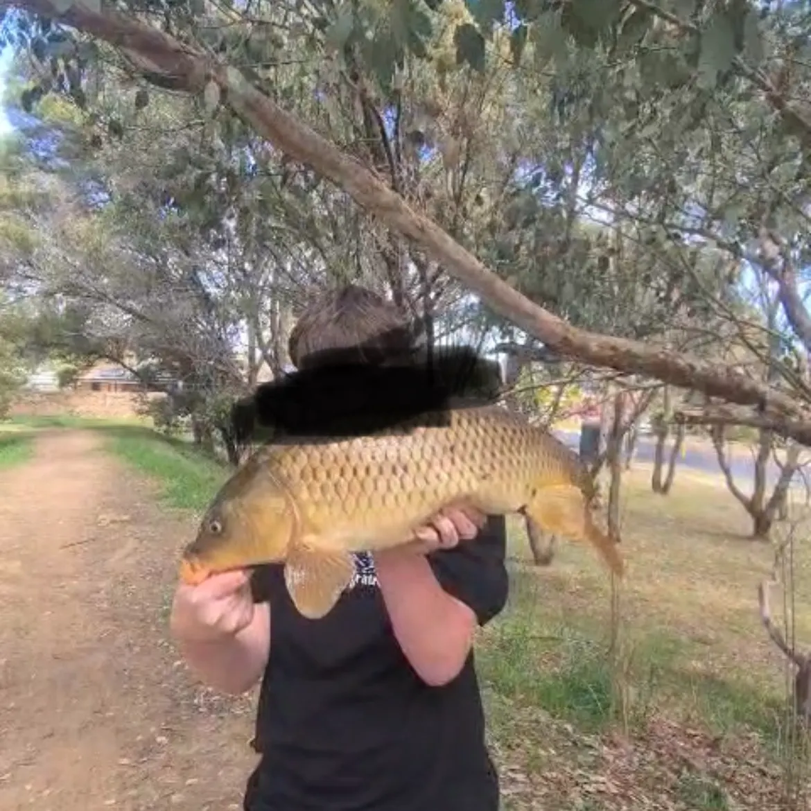 Common carp caught on Fishbrain