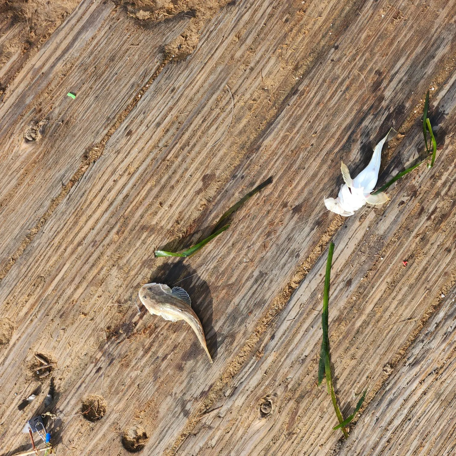 The most recent Longspined bullhead catches on Fishbrain