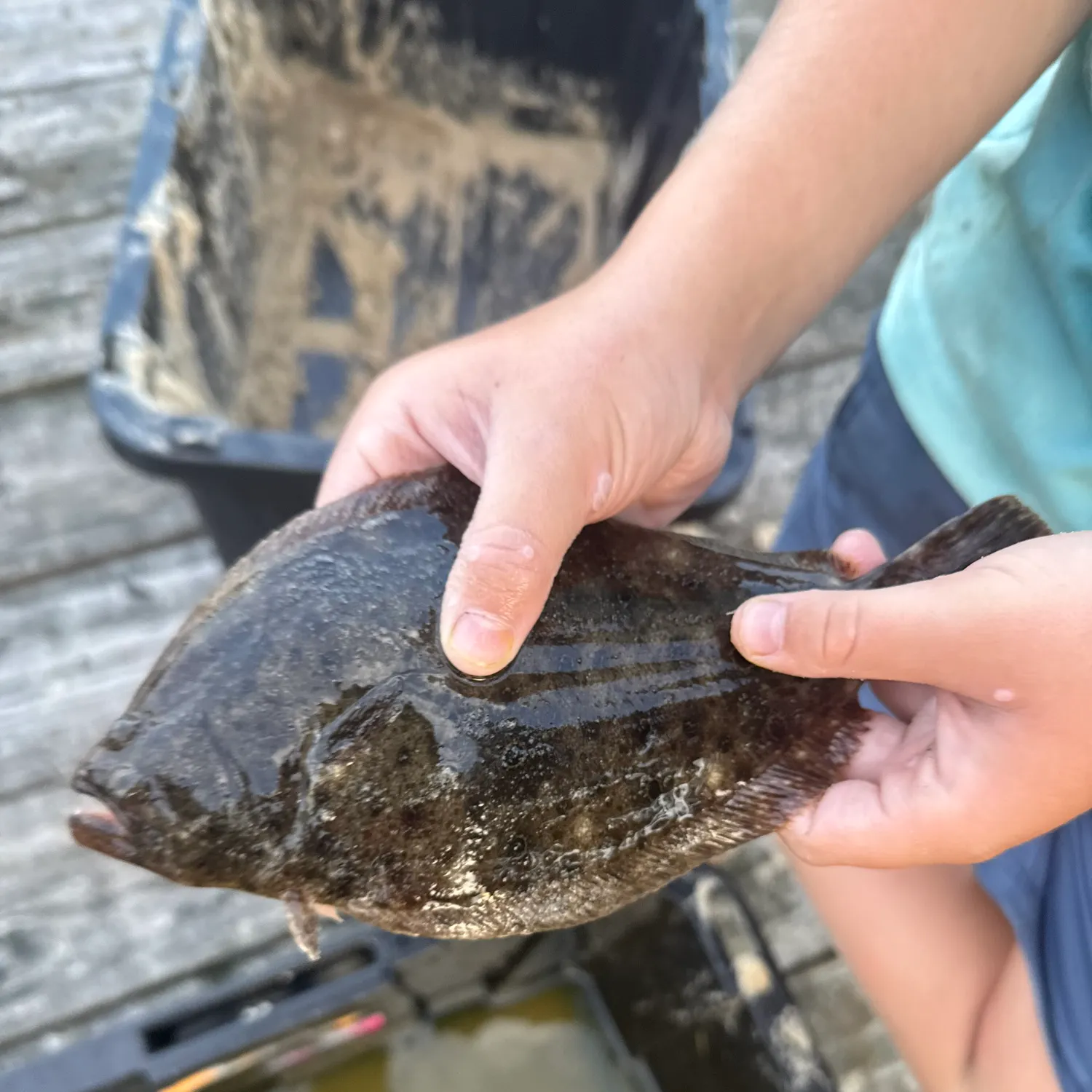 Summer flounder caught on Fishbrain