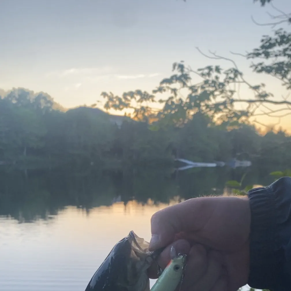 Smallmouth bass caught on Fishbrain