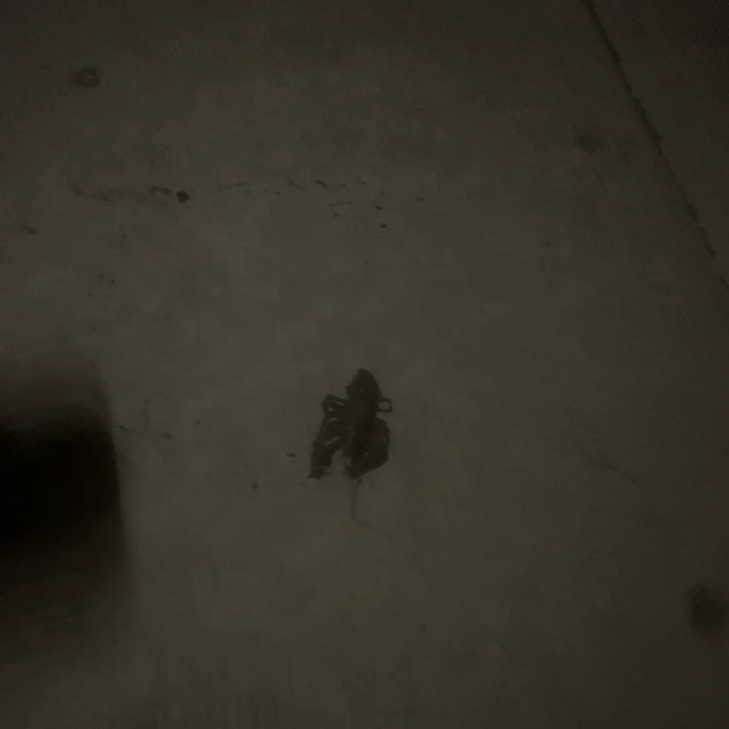 The most recent Red swamp crayfish catches on Fishbrain