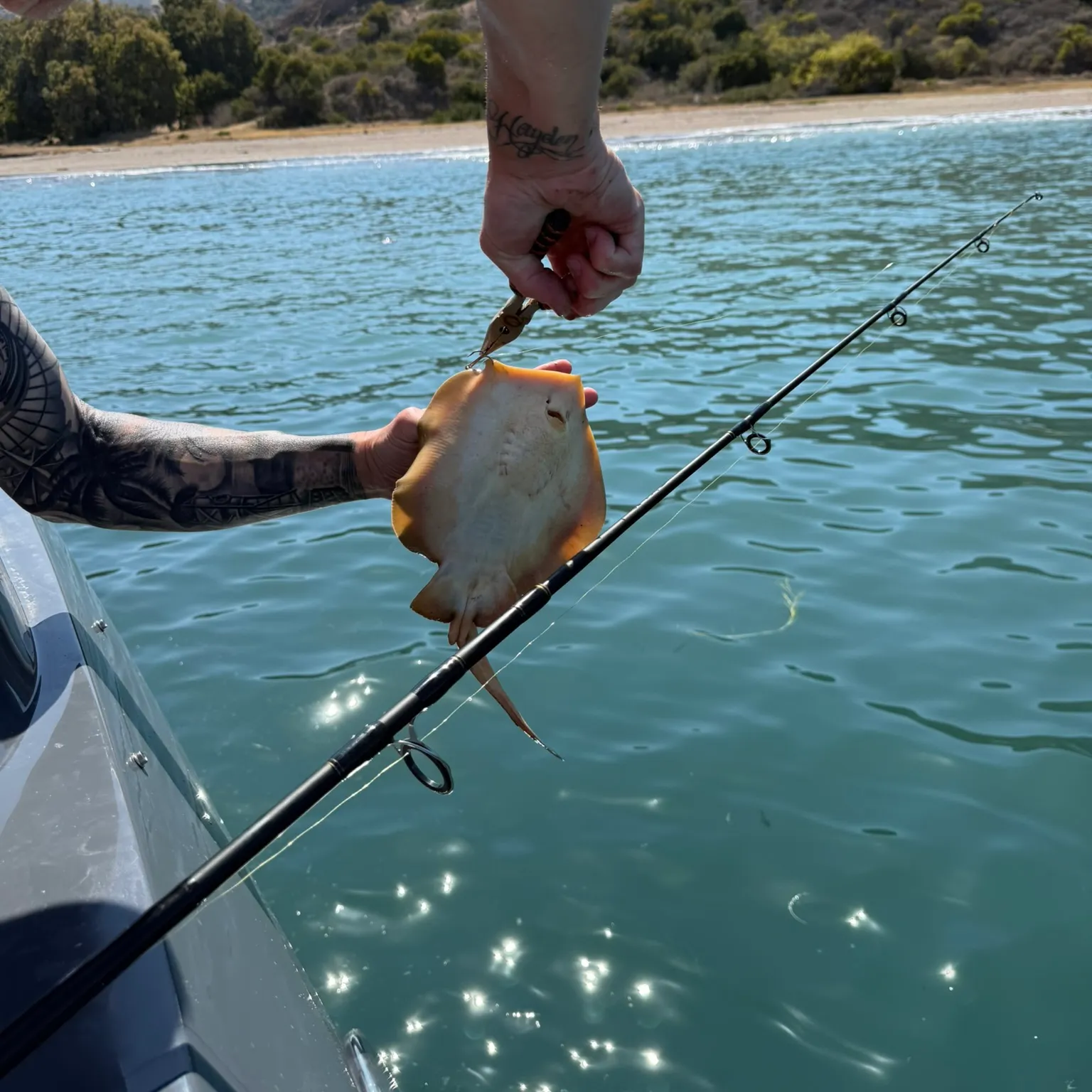 The most recent Whip stingray catches on Fishbrain