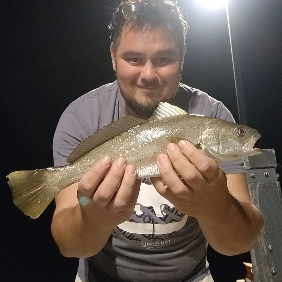 The most recent Japanese meagre catches on Fishbrain