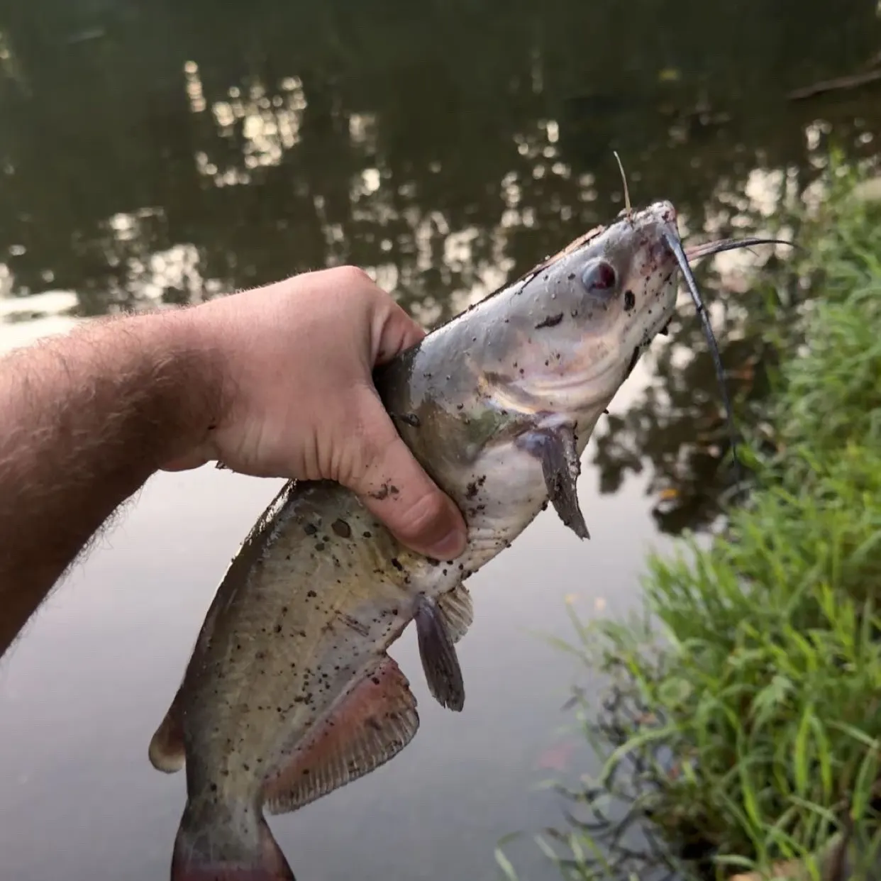 Channel catfish caught on Fishbrain