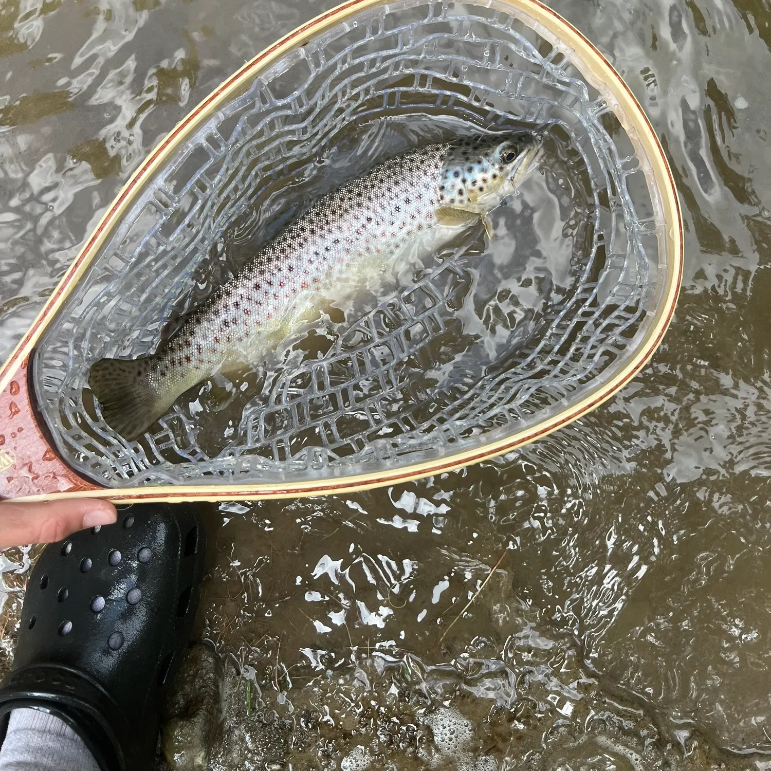 Brown trout caught on Fishbrain