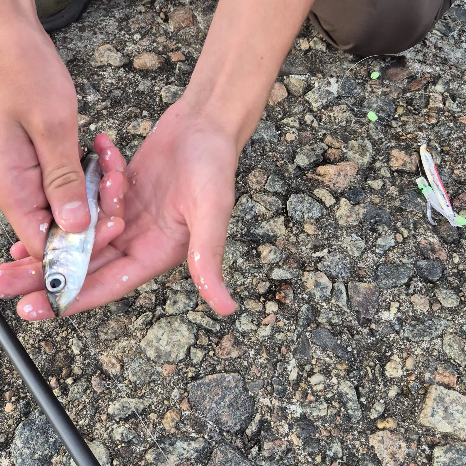 The most recent Atlantic herring catches on Fishbrain