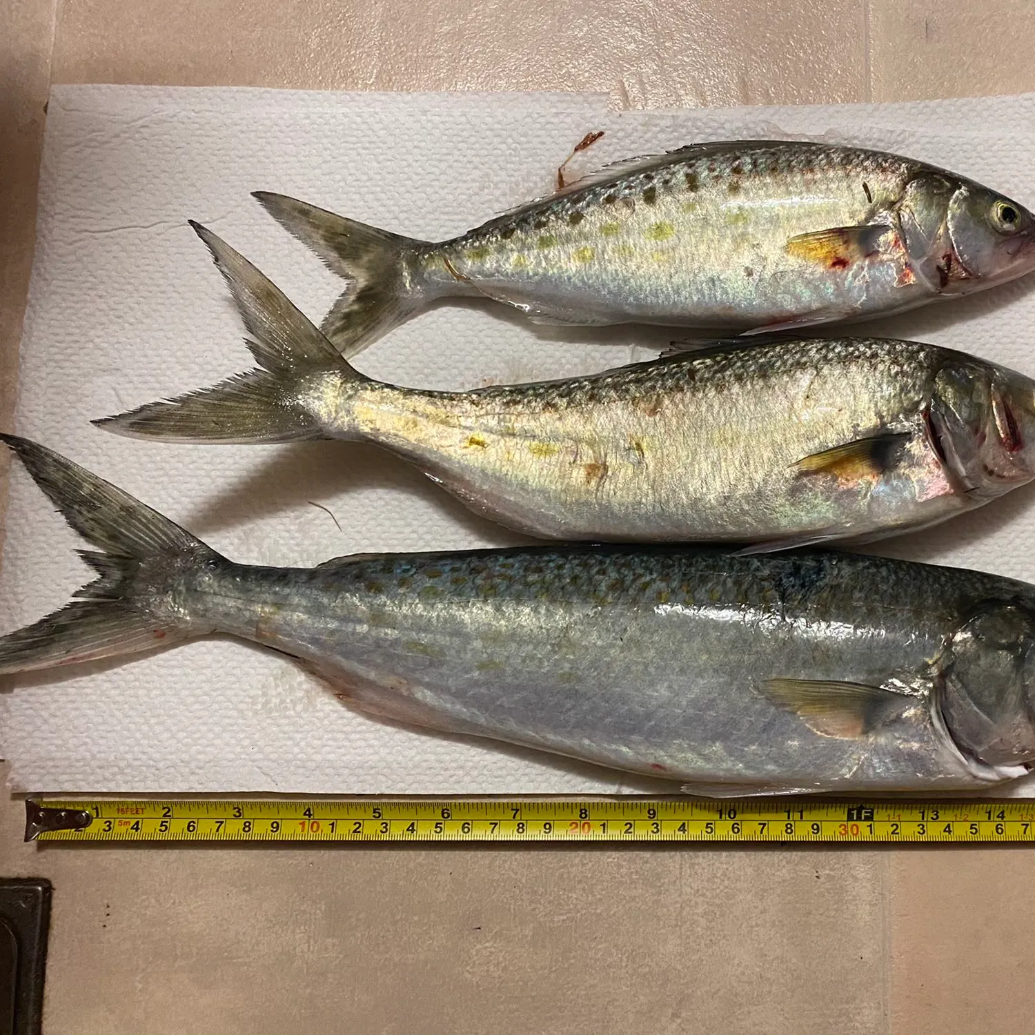 recently logged catches