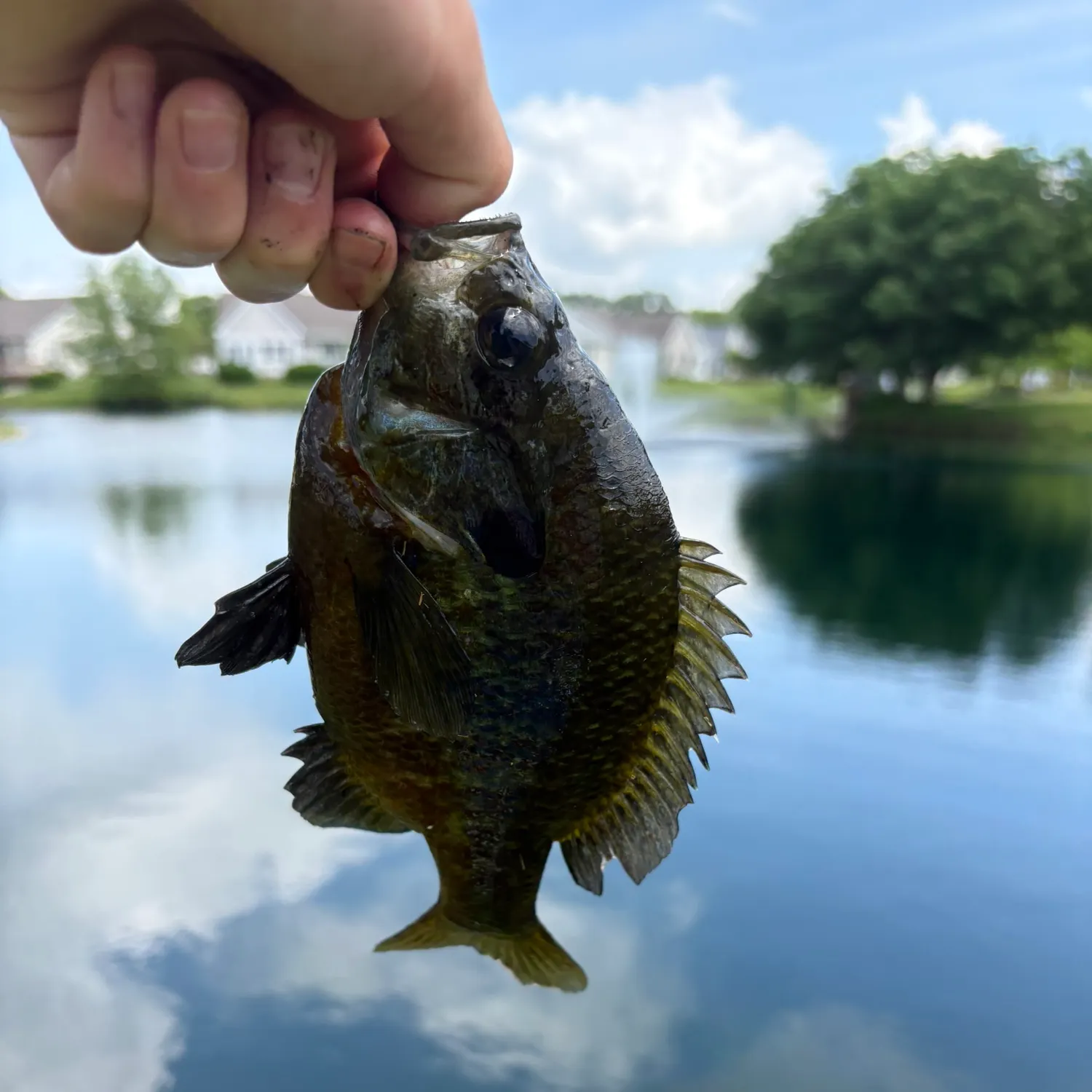 The most recent Wargill hybrid catches on Fishbrain