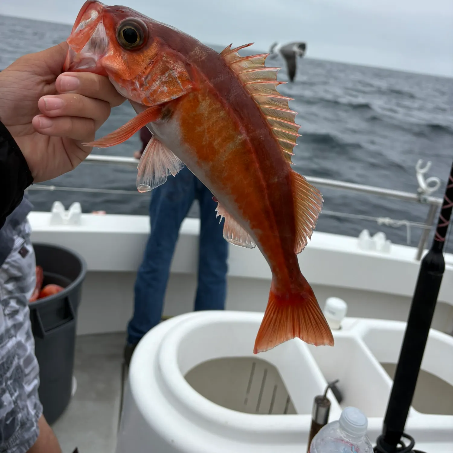 The most recent Chilipepper catches on Fishbrain