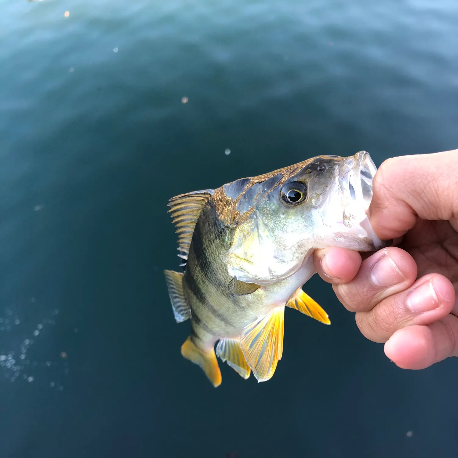 The most recent European perch catches on Fishbrain