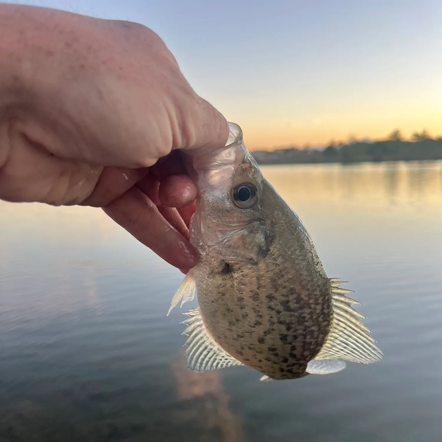 Black crappie caught on Fishbrain