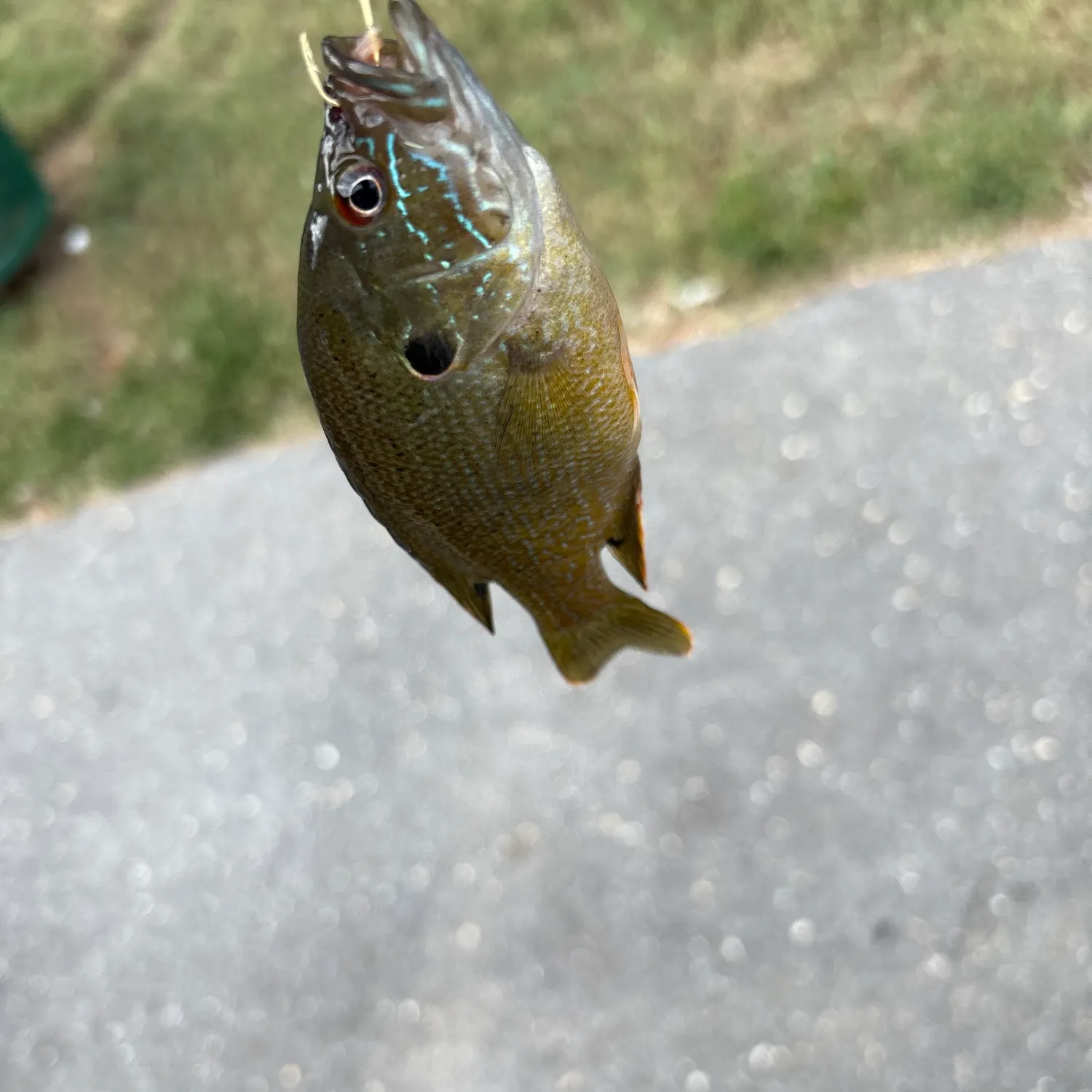 Green sunfish caught on Fishbrain