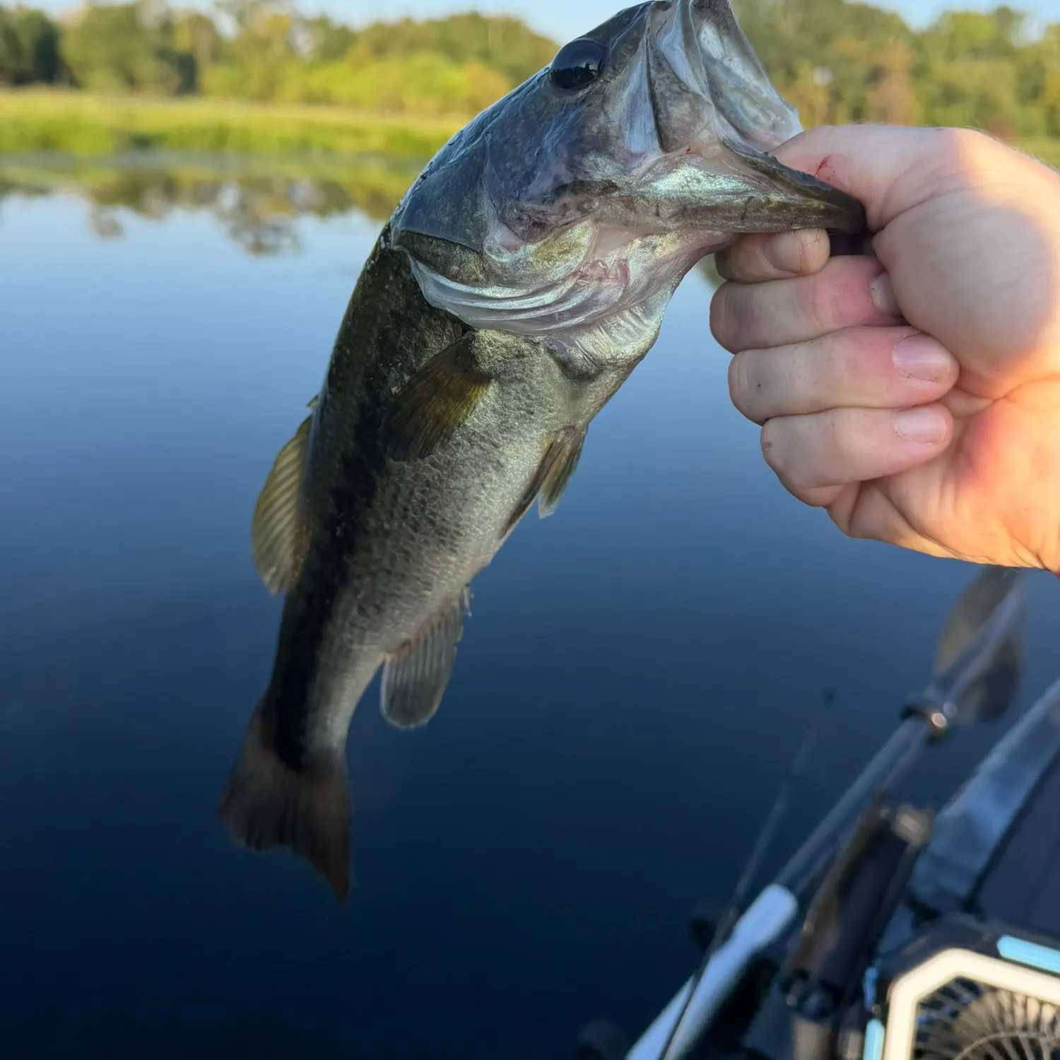 Largemouth bass caught on Fishbrain