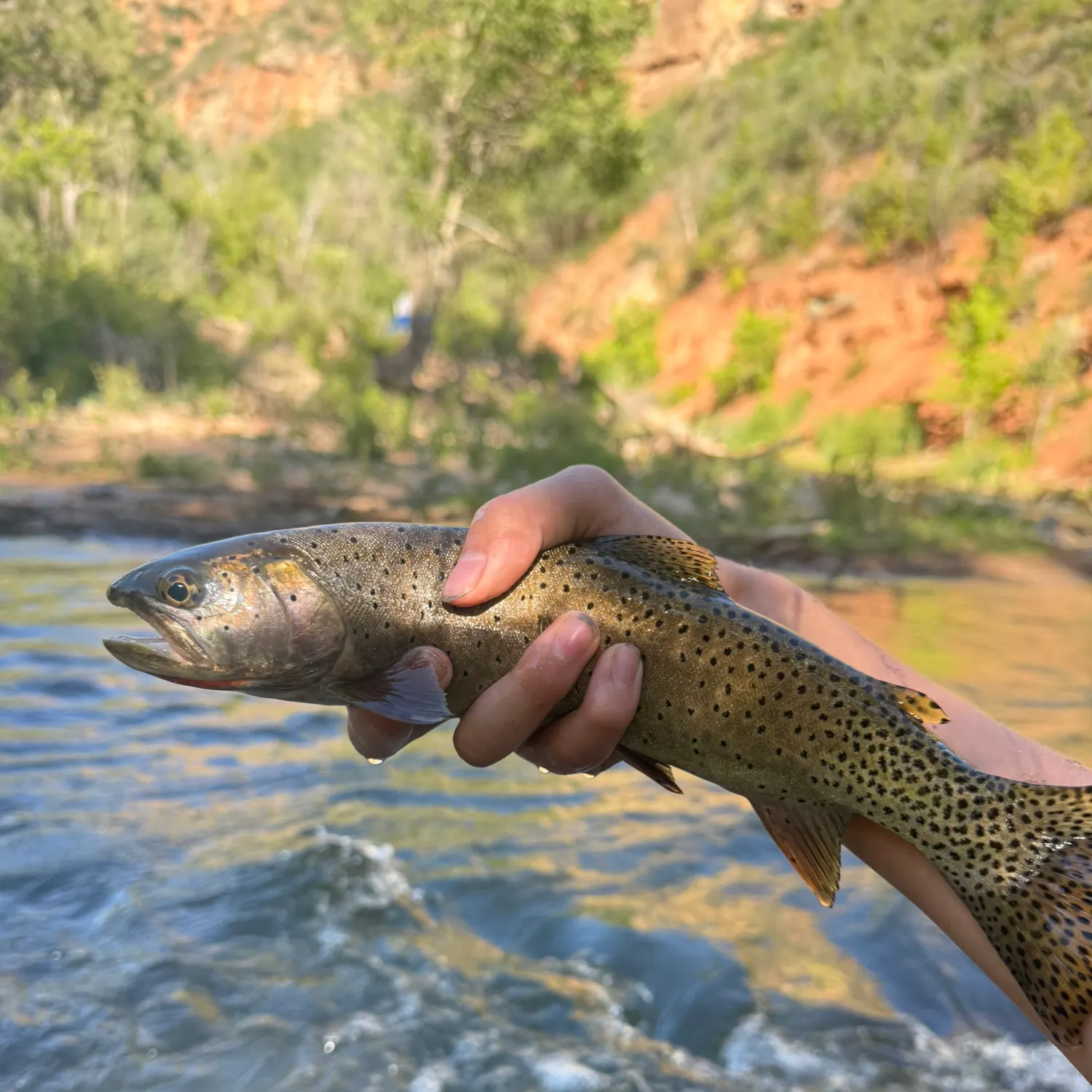 The most recent Bonneville cutthroat trout catches on Fishbrain