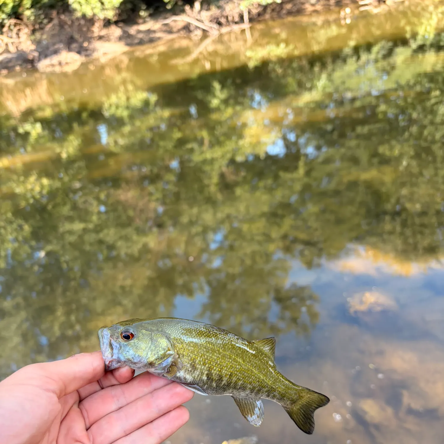 Smallmouth bass caught on Fishbrain