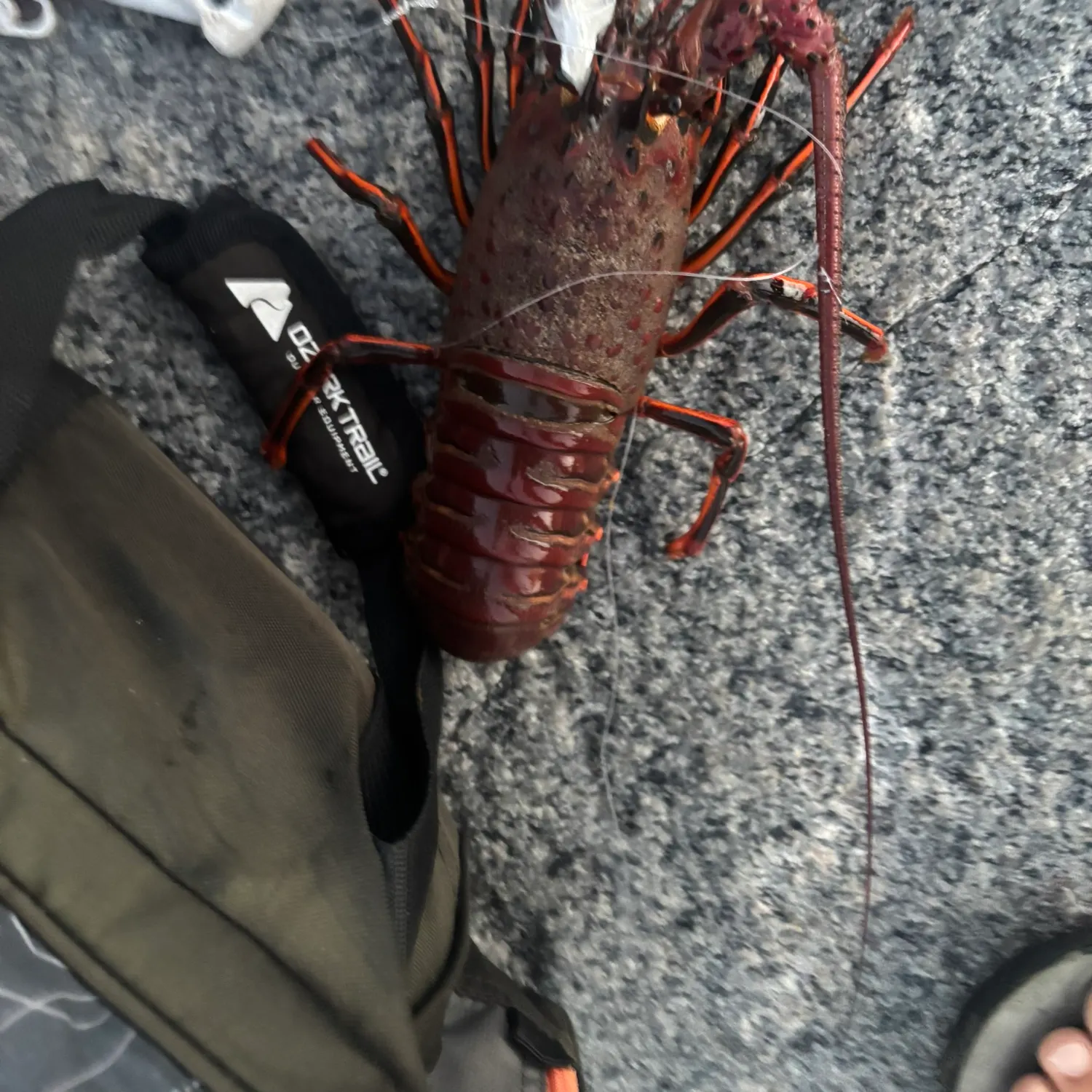 California spiny lobster caught on Fishbrain