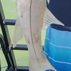 The most recent Tarpon Snook catches on Fishbrain