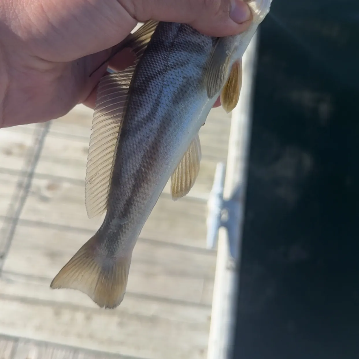 The most recent Northern kingcroaker catches on Fishbrain