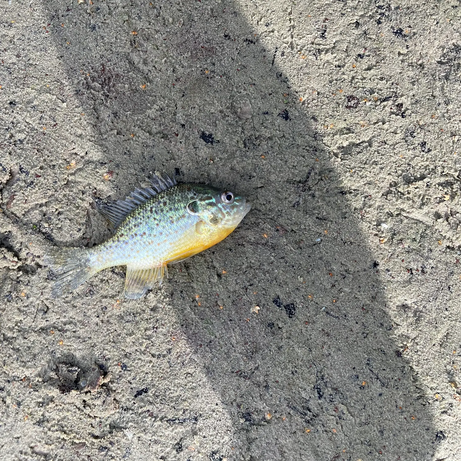 Fish caught on Fishbrain