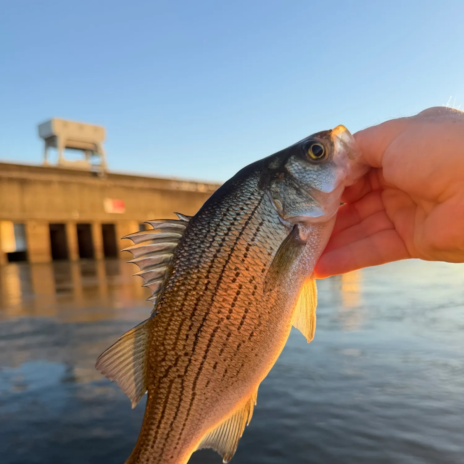 White bass caught on Fishbrain