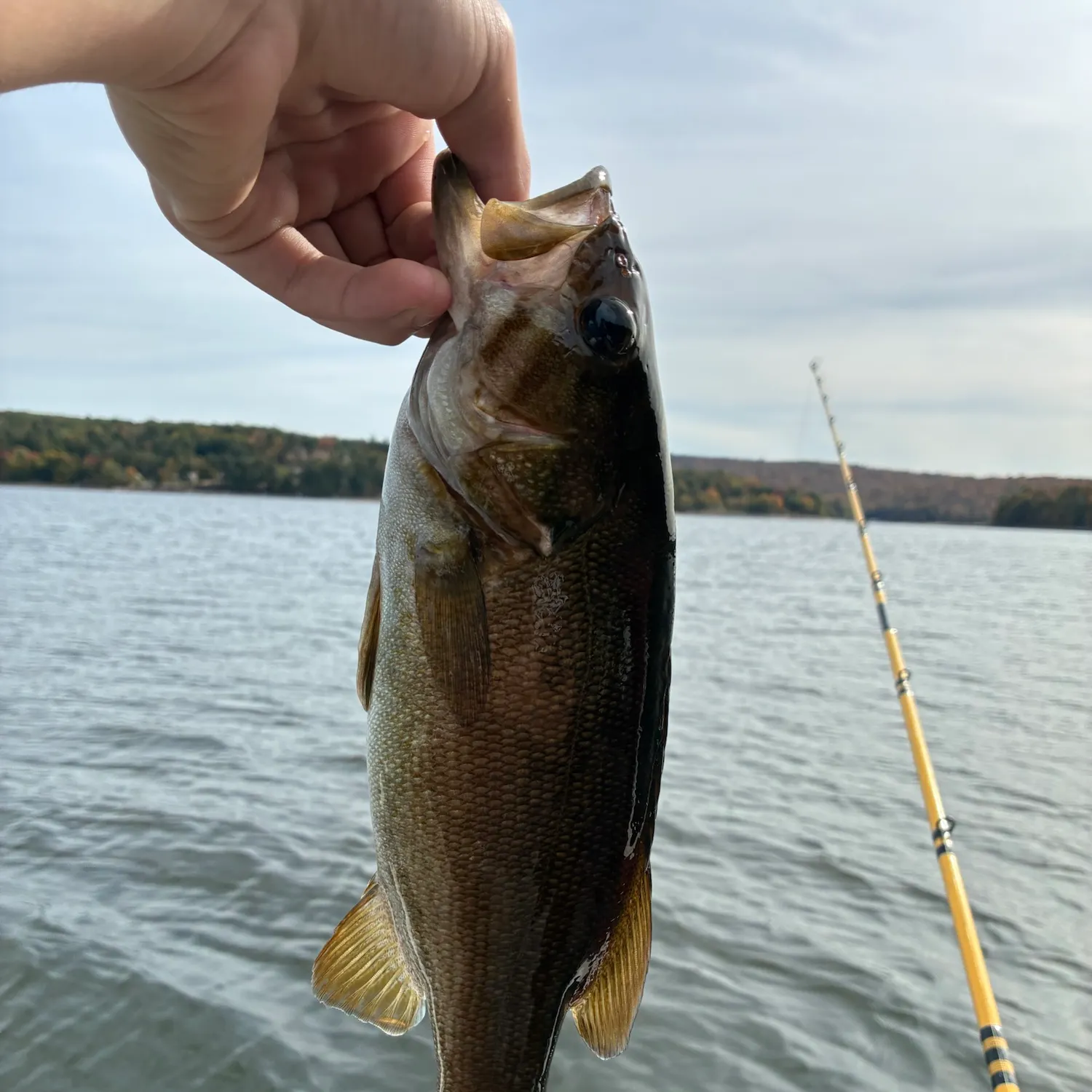 Smallmouth bass caught on Fishbrain