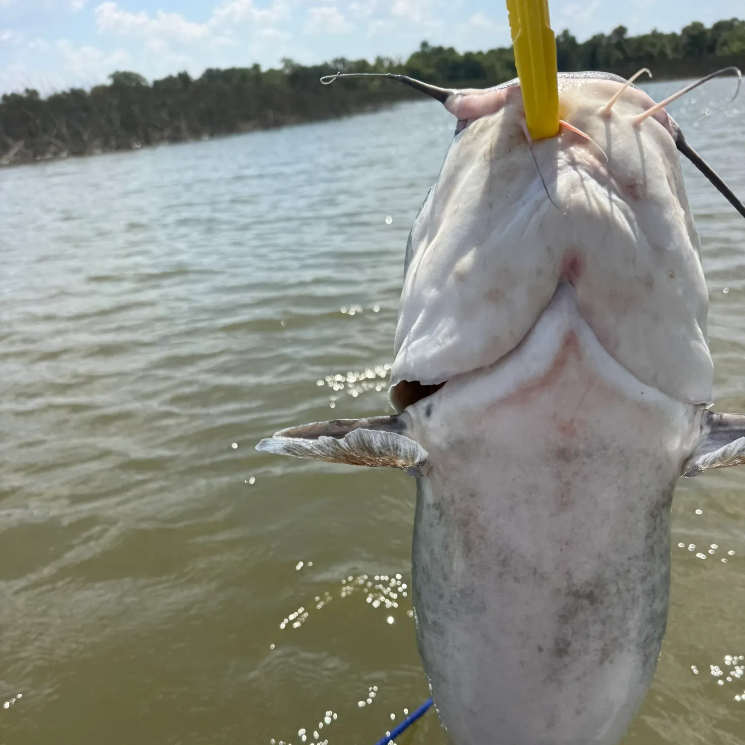 Blue catfish caught on Fishbrain