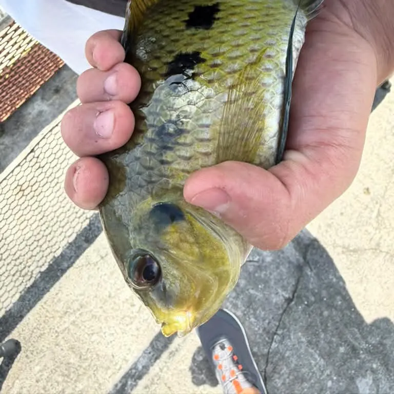 Spotted tilapia caught on Fishbrain