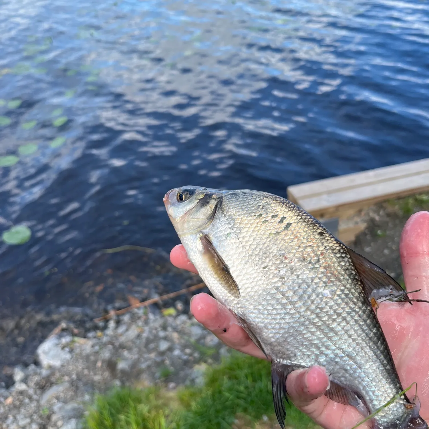 The most recent White bream catches on Fishbrain